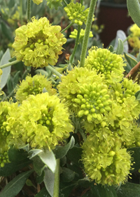 Eriogonum u. polyanthum var. subalpinum               